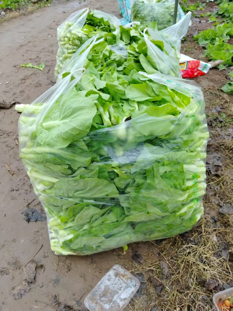 白菜苔毛白菜苔新鲜发货大量上市物美价廉欢迎合作
