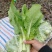 白菜苔毛白菜苔新鲜发货大量上市物美价廉欢迎合作