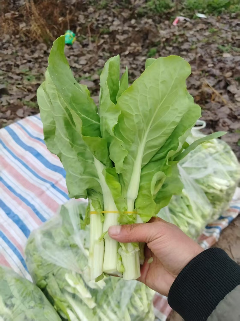 白菜苔毛白菜苔新鲜发货大量上市物美价廉欢迎合作