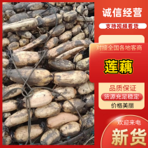 湖北莲藕新35、老35、鄂莲六号产地一手货源欢迎联系考察