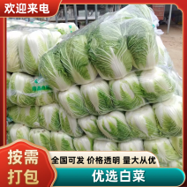 湖北黄心大白菜大量上市了一条龙服务稳定供应市场批发量大从优