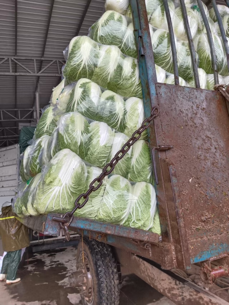 湖北黄心大白菜大量上市了一条龙服务稳定供应市场批发量大从优