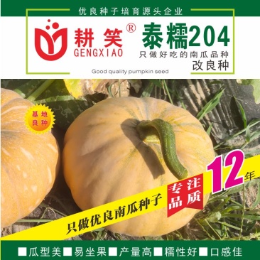 盘龙南瓜种子，磨盘南瓜土南瓜204中国南瓜种子正在热销中
