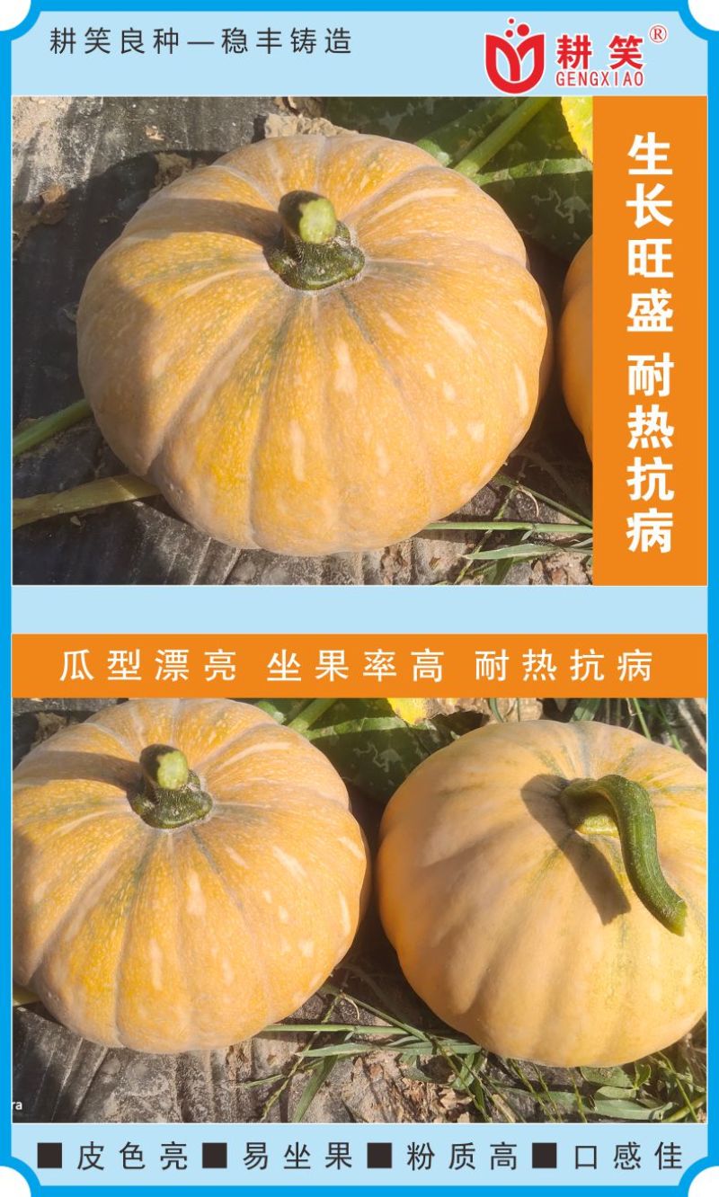 盘龙南瓜种子，磨盘南瓜土南瓜204中国南瓜种子正在热销中