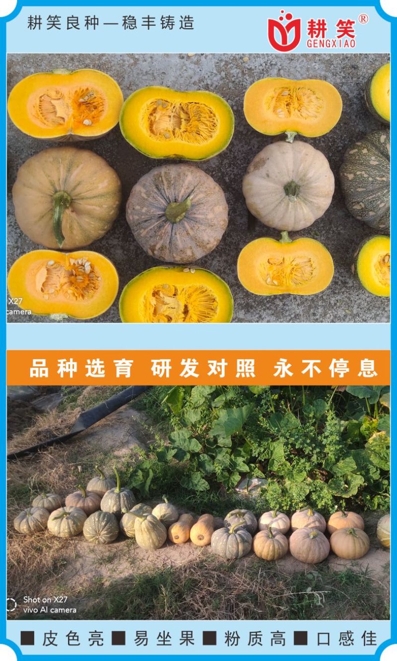 盘龙南瓜种子，磨盘南瓜土南瓜204中国南瓜种子正在热销中