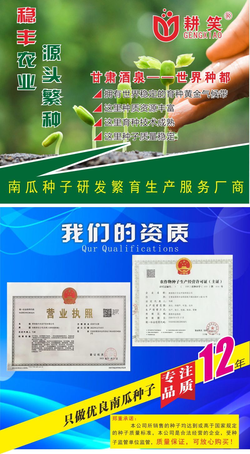 盘龙南瓜种子，磨盘南瓜土南瓜204中国南瓜种子正在热销中