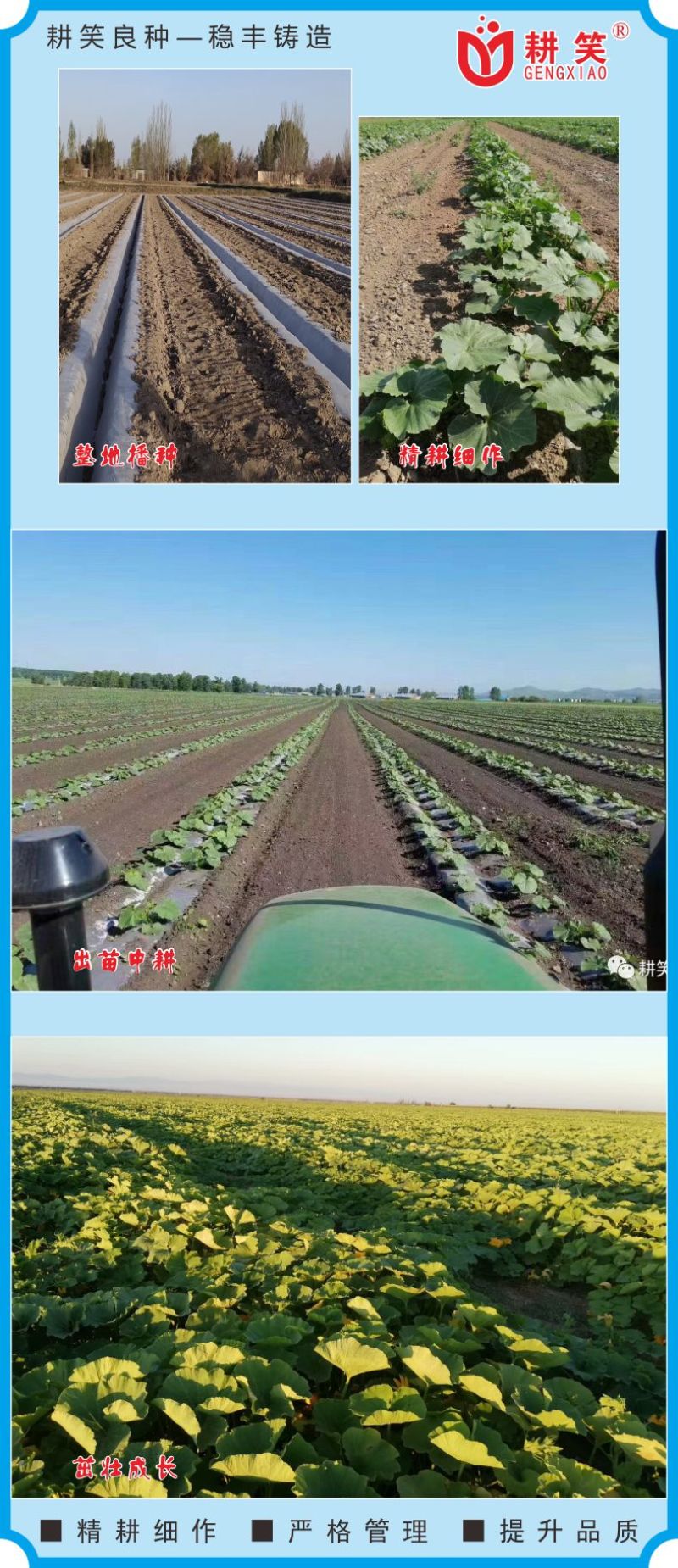 盘龙南瓜种子，磨盘南瓜土南瓜204中国南瓜种子正在热销中