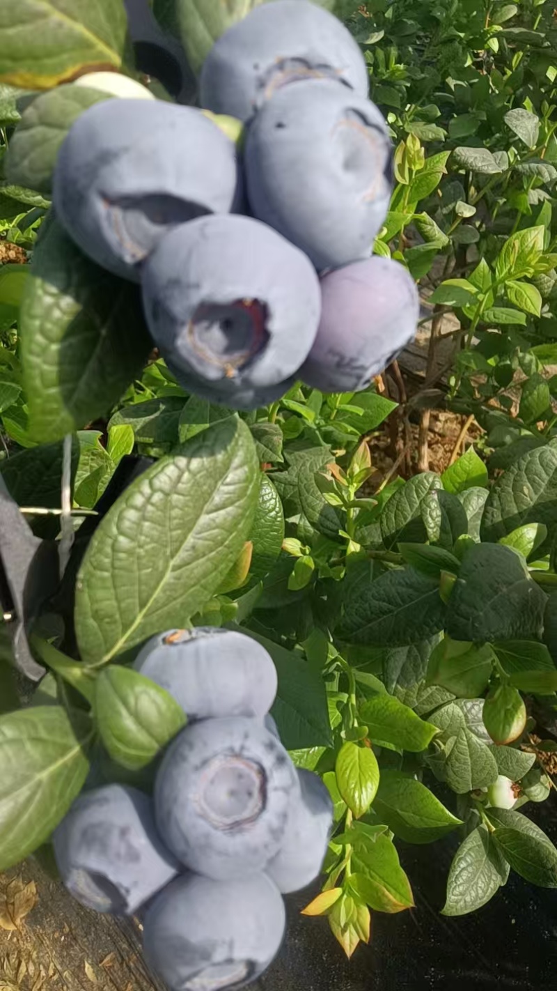 蓟州蓝莓蓟州富盈蓝莓园对接电商超市市场京东冷链包邮
