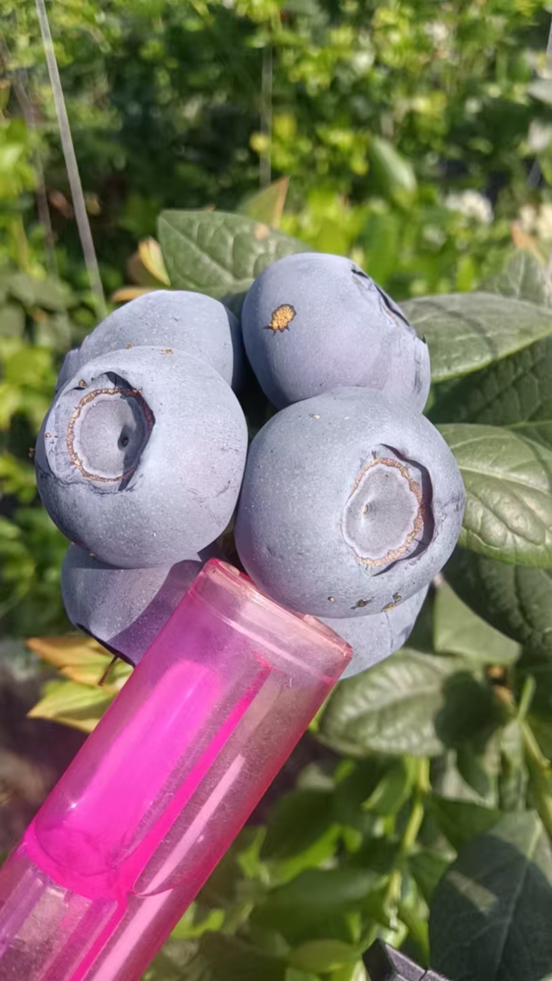 蓟州蓝莓蓟州富盈蓝莓园对接电商超市市场京东冷链包邮