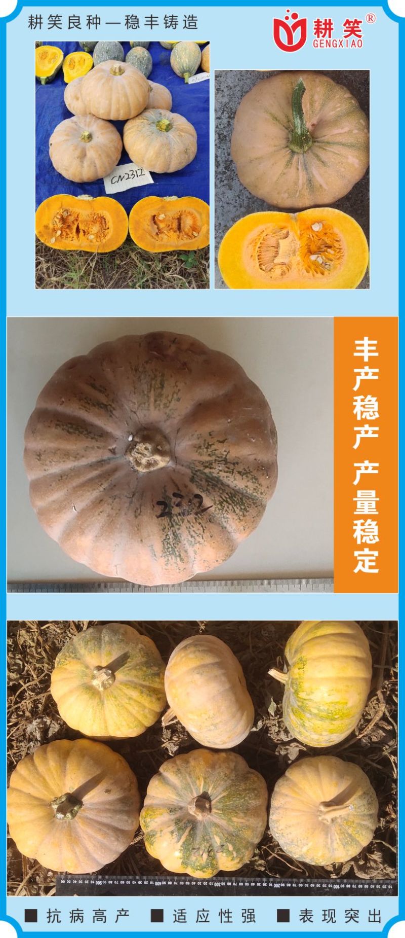 盘龙南瓜种子，磨盘南瓜土南瓜204中国南瓜种子正在热销中