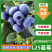天津L25蓝莓基地直发优选好果品质保障京东冷链包邮