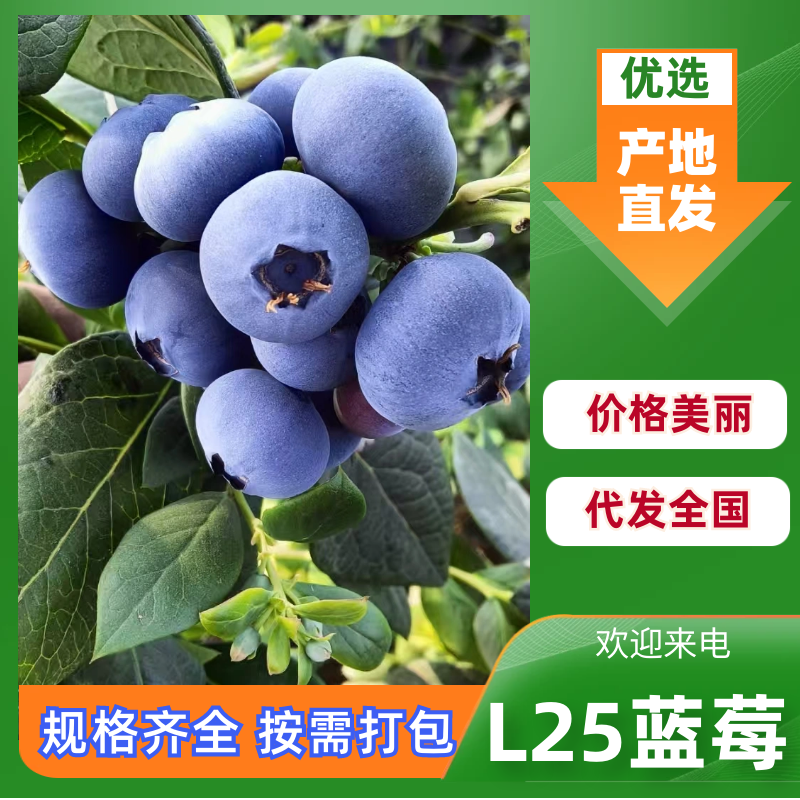天津L25蓝莓基地直发优选好果品质保障京东冷链包邮