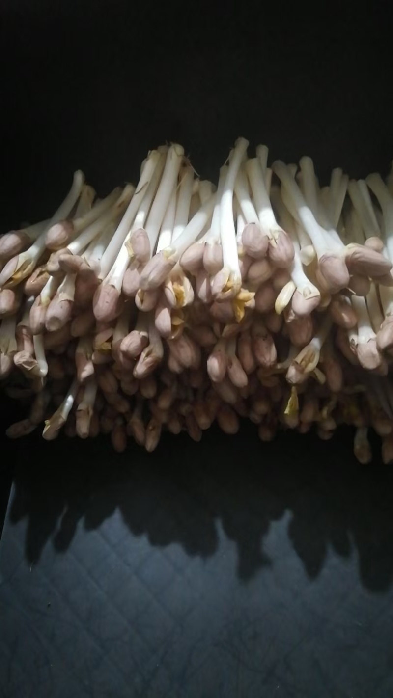 花生芽产地直发真空包装也有欢迎详情联系