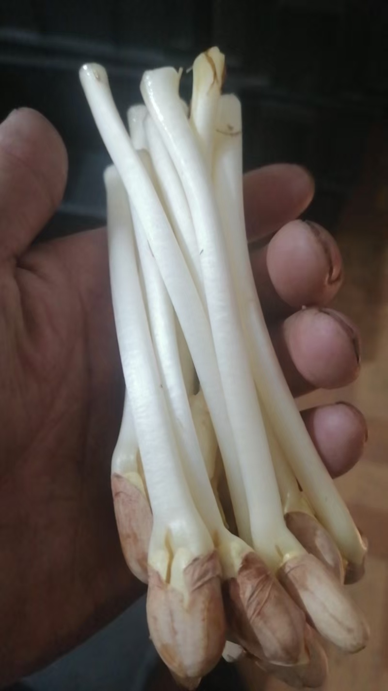 花生芽产地直发真空包装也有欢迎详情联系