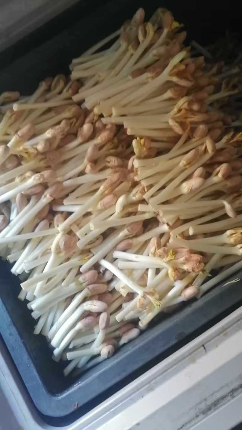 花生芽产地直发真空包装也有欢迎详情联系