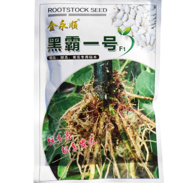 黑霸一号砧木种子白籽黑茎南瓜种子黑腿黄瓜甜瓜西瓜嫁接抗病