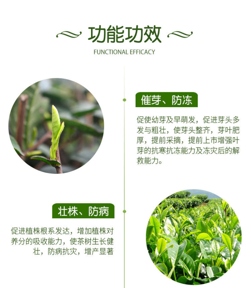 茶叶专用叶面肥催芽壮芽素叶片肥厚茶叶专用含氨基酸水溶肥料