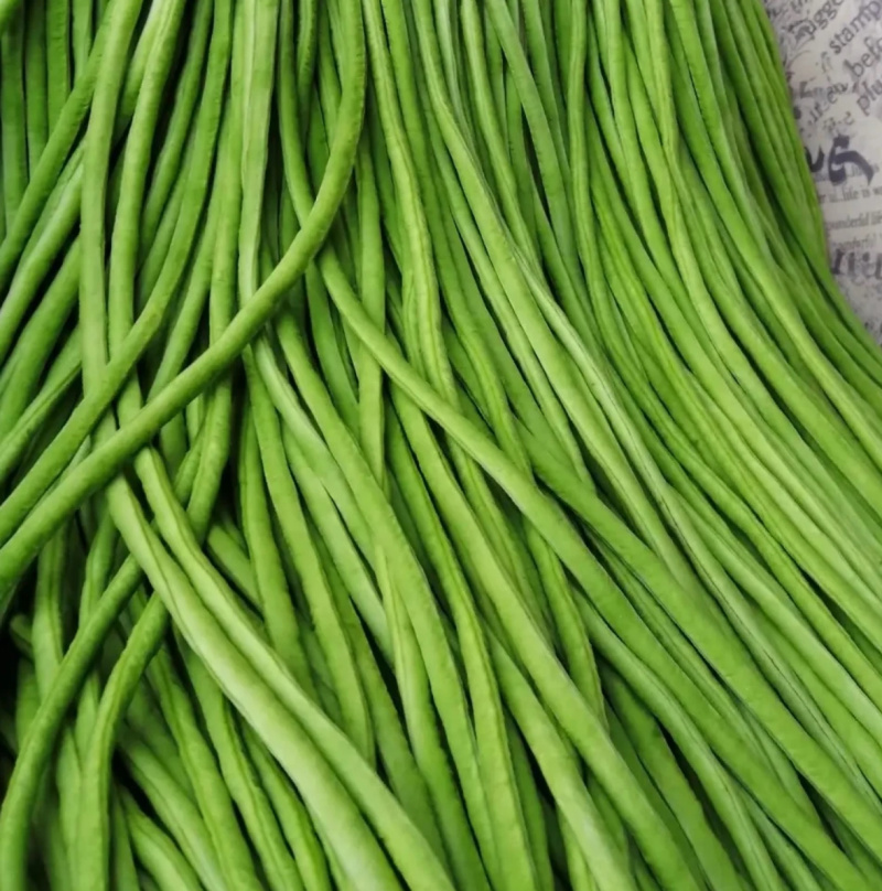 华豇3002-豇豆种子结荚早不早衰抗病性强产量高
