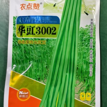 华豇3002-豆角种子结荚早不早衰产量高抗病性强