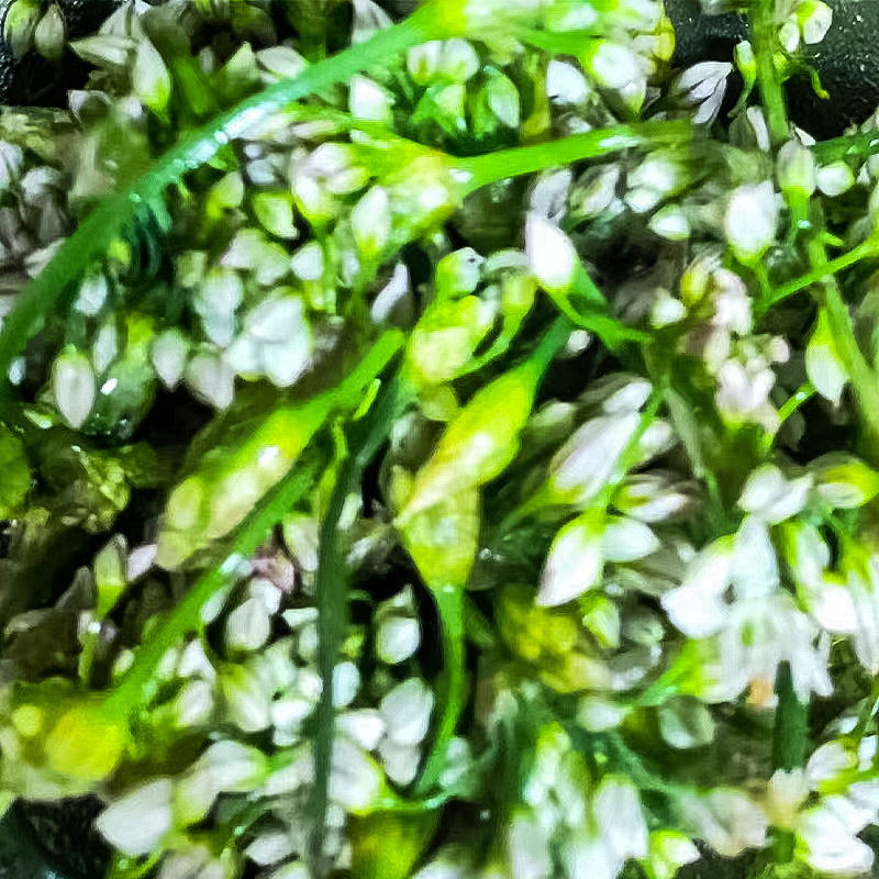 内蒙古呼伦贝尔草原野生韭菜花200g袋装