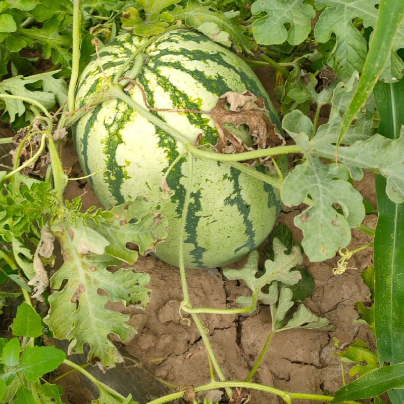 精装西农八号西瓜种子懒汉耐重茬大果抗病花绿皮基地种