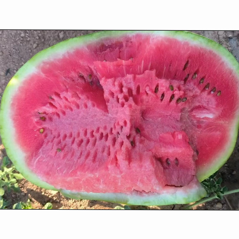 精装西农八号西瓜种子懒汉耐重茬大果抗病花绿皮基地种