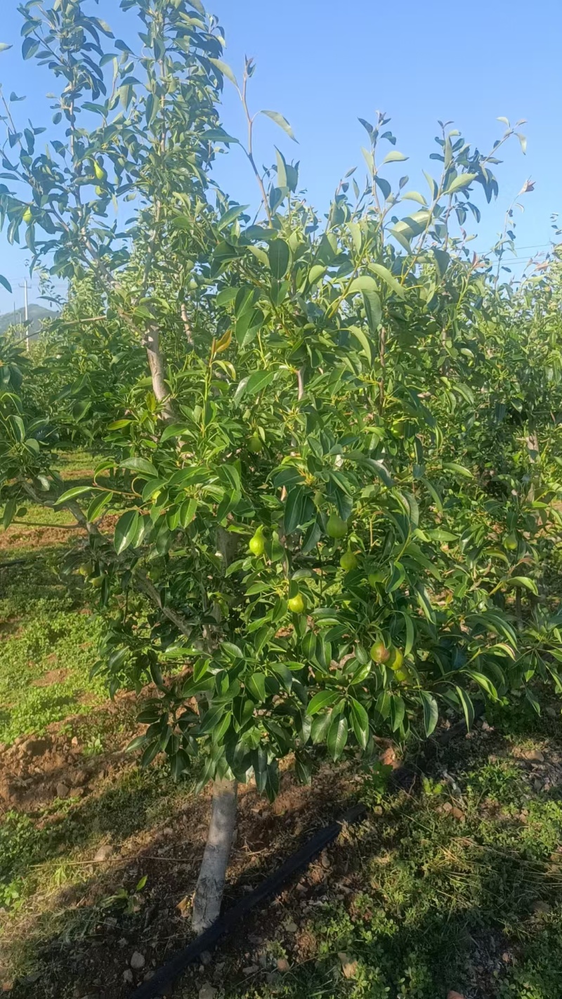 【牛商推荐】山东烟台中华丑梨软糯香甜基地直供