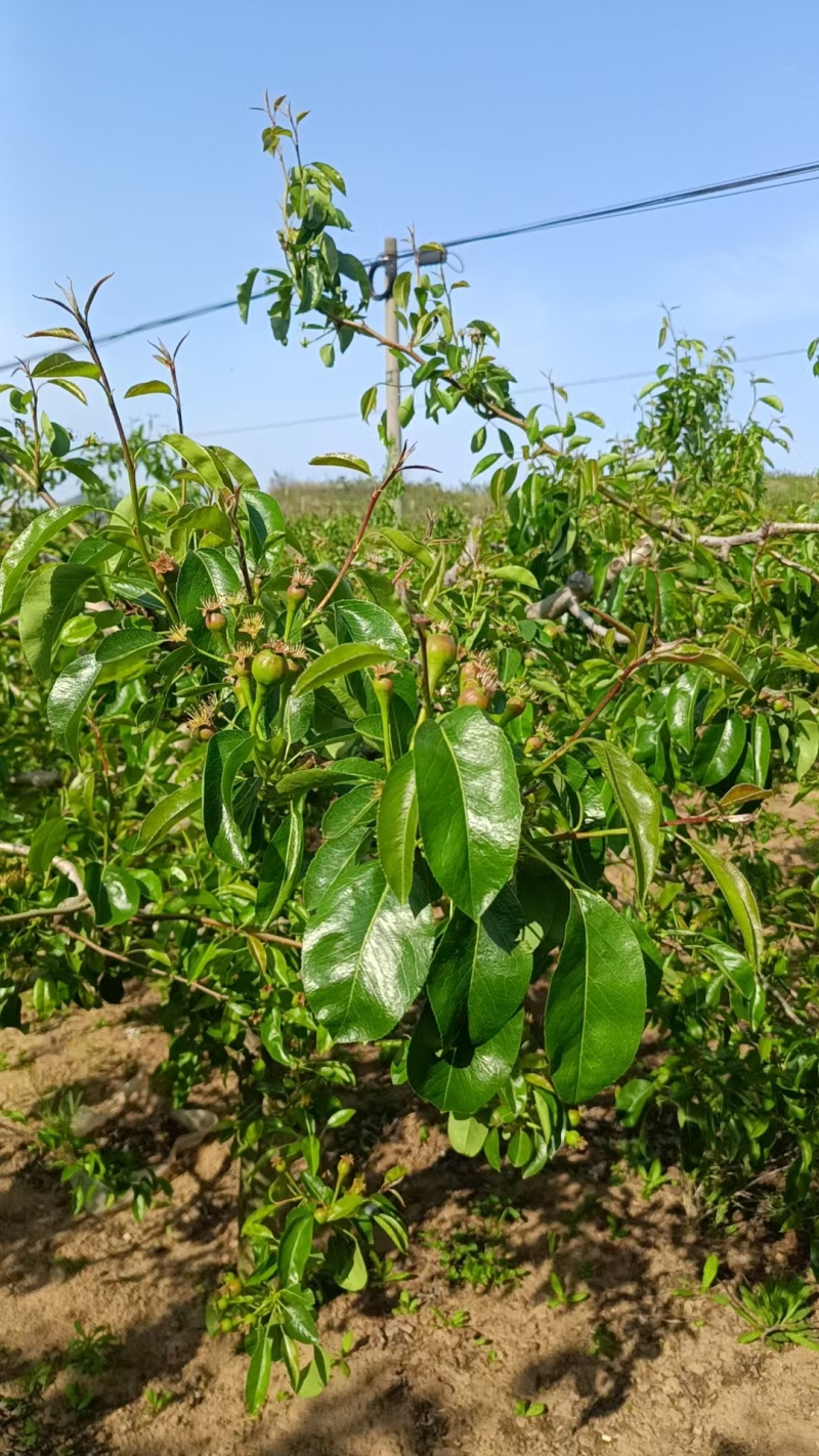 【牛商推荐】山东烟台中华丑梨软糯香甜基地直供