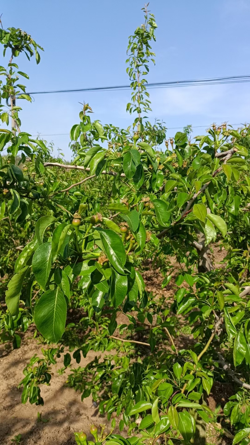 山东烟台中华丑梨原产地直发量大从优欢迎选购