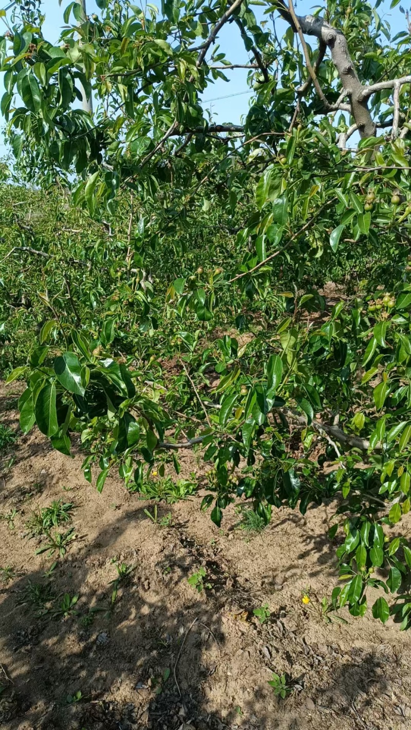 山东烟台中华丑梨原产地直发量大从优欢迎选购