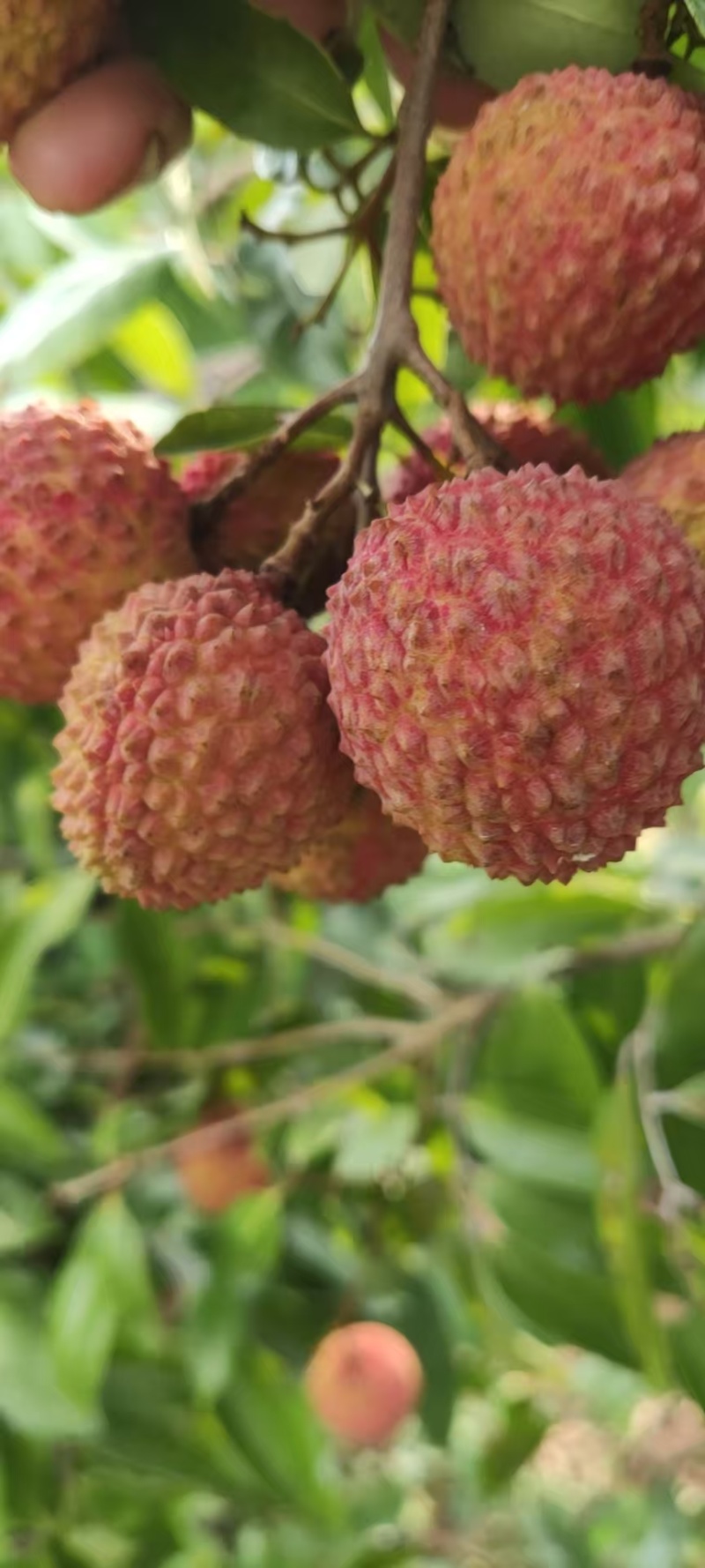 【热卖中】荔枝大量有货产地直发可视频看货