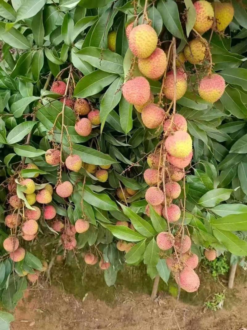 【热卖中】荔枝大量有货产地直发可视频看货