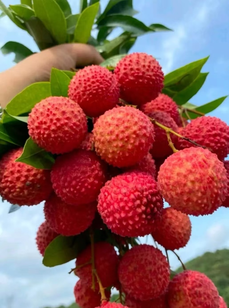 【热卖中】荔枝大量有货产地直发可视频看货