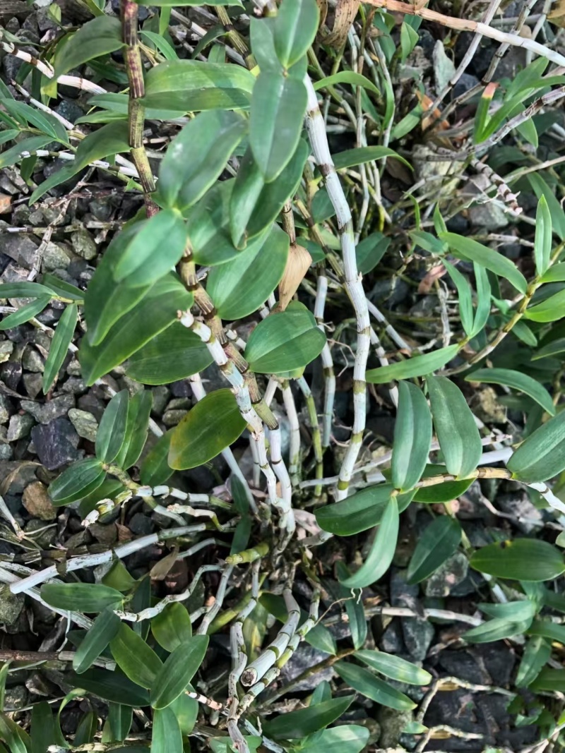 铁皮石斛苗基地直发成活率高根系发达