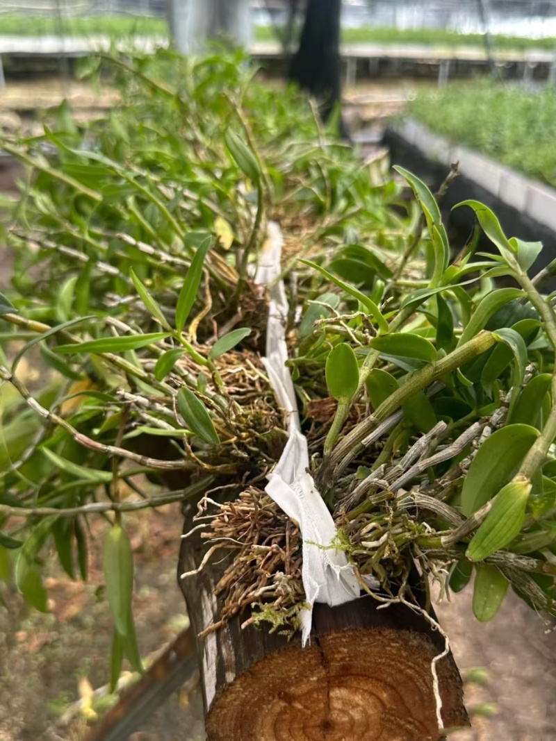 铁皮石斛苗基地直发成活率高根系发达