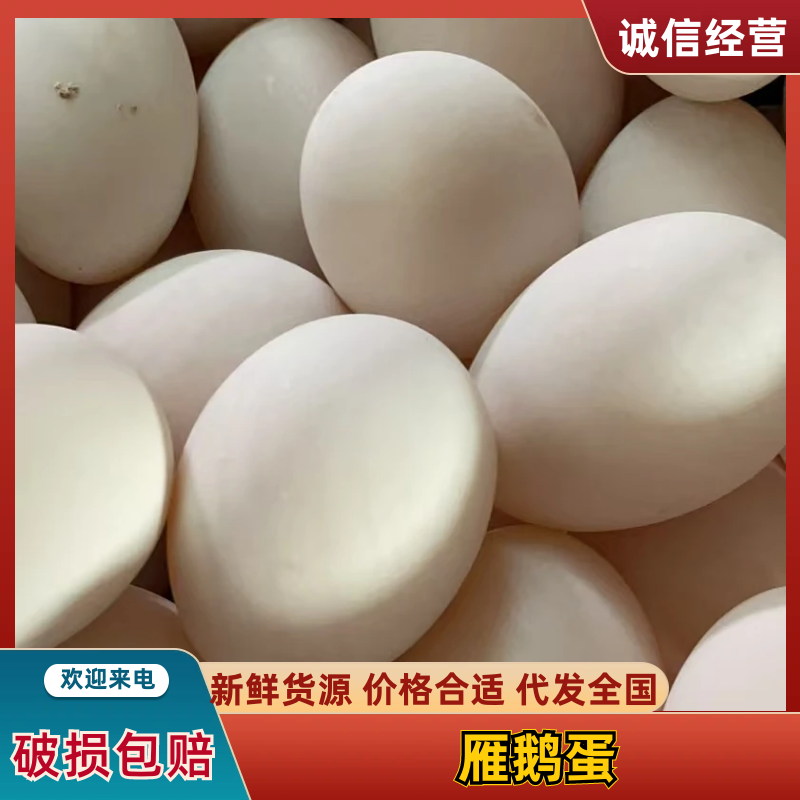 新鲜雁鹅蛋，土鹅蛋一件代发，基地发货，全国发货，量大从优