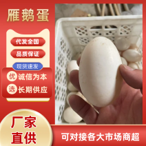 新鲜雁鹅蛋，土鹅蛋一件代发，基地发货，全国发货，量大从优