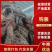 【牛商推荐】精品芶藤大量有货量大从优欢迎选购