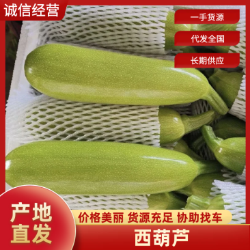 西葫芦聊城绿皮西葫芦产地直发货源充足随到随装
