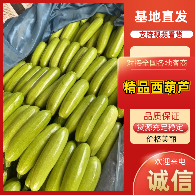 西葫芦绿皮西葫芦法拉利西葫芦承接商超电商代收代发