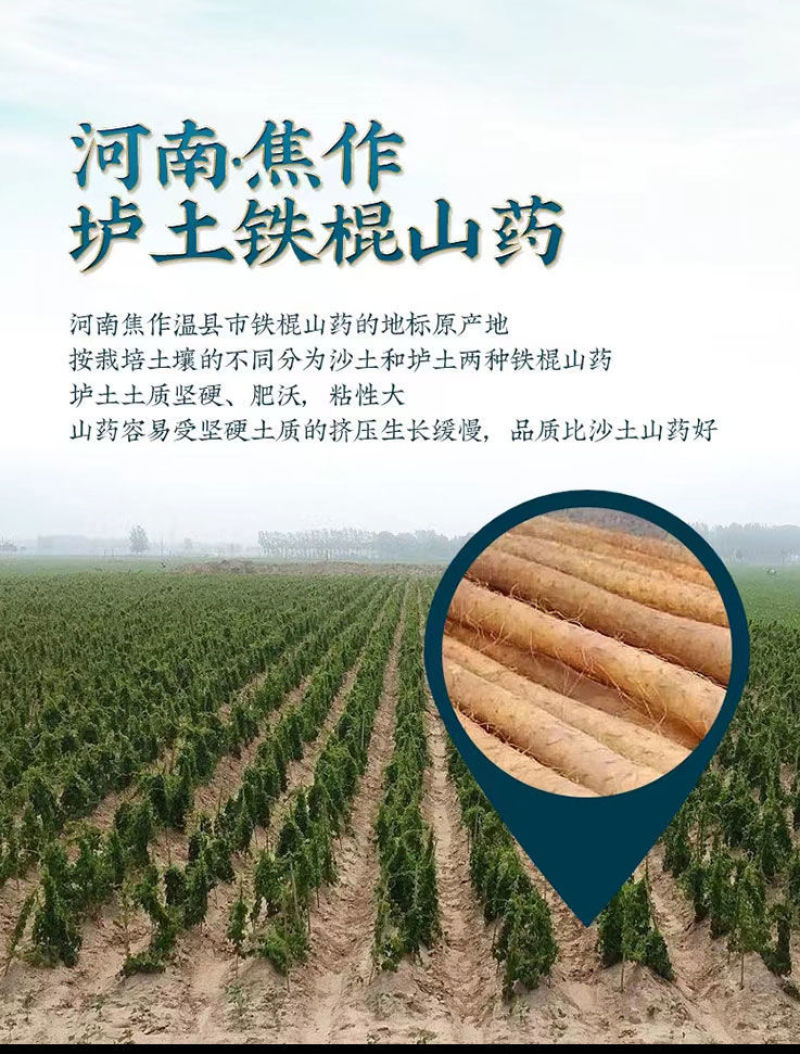 铁棍怀山药片焦作温县垆土山药粉淮山片淮山粉山药干怀山片无