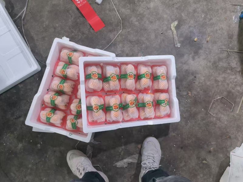 精品早钟6号枇杷，产地直发，品质保证，可视频看货