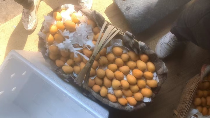 精品早钟6号枇杷，产地直发，品质保证，可视频看货