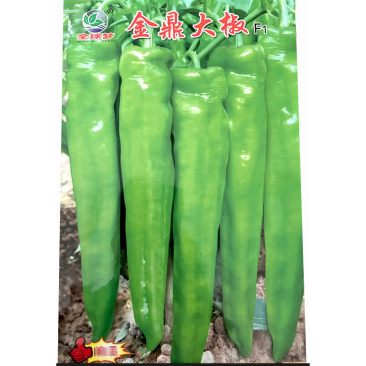金鼎大椒种子黄绿皮尖椒种子牛角椒种子辣味中等