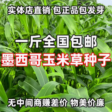 墨西哥玉米草种籽牧草种子猪牛多年生再生畜牧养殖喂鱼草种籽