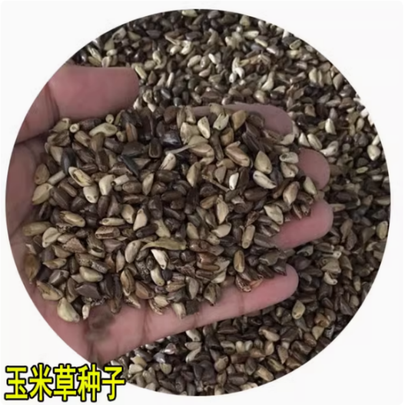墨西哥玉米草种籽牧草种子猪牛多年生再生畜牧养殖喂鱼草种籽