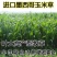 墨西哥玉米草种籽牧草种子猪牛多年生再生畜牧养殖喂鱼草种籽
