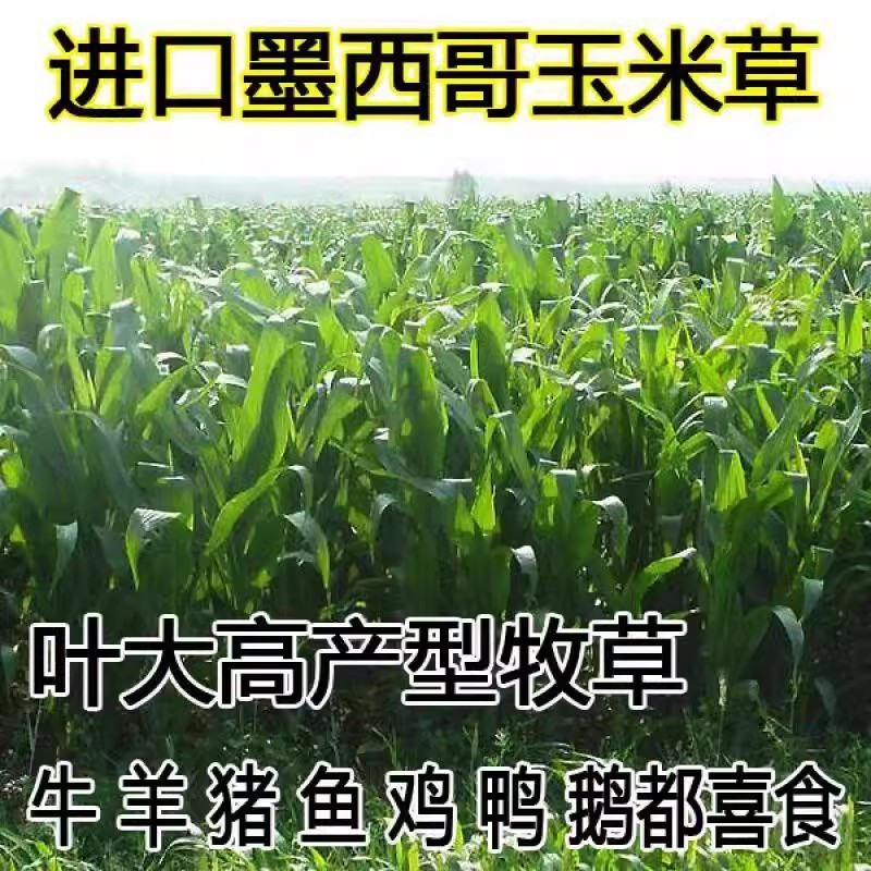 墨西哥玉米草种籽牧草种子猪牛多年生再生畜牧养殖喂鱼草种籽