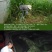 墨西哥玉米草种籽牧草种子猪牛多年生再生畜牧养殖喂鱼草种籽