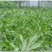 墨西哥玉米草种籽牧草种子猪牛多年生再生畜牧养殖喂鱼草种籽